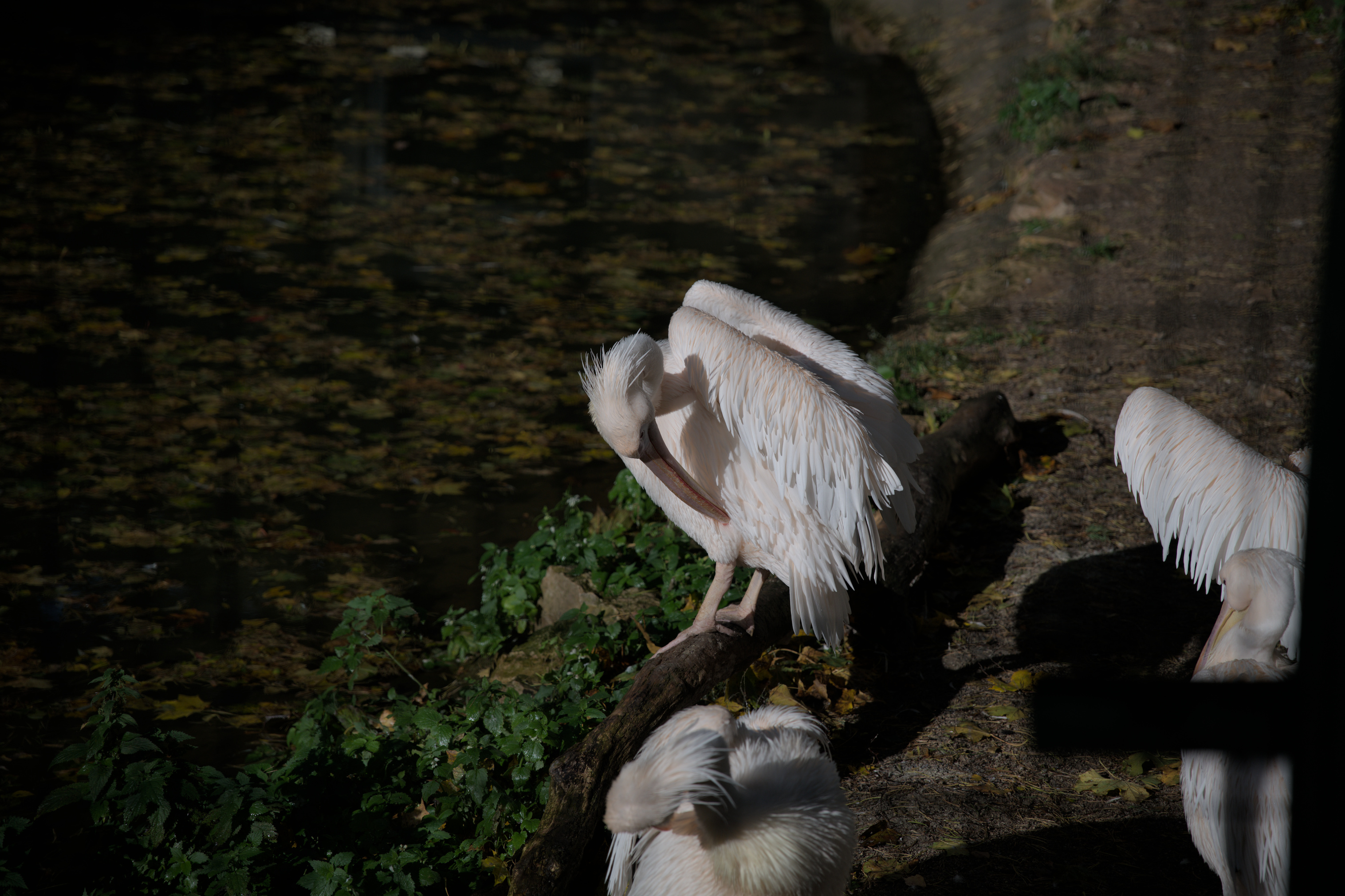 2025/10/12 - zoo/DSC_0313.jpg